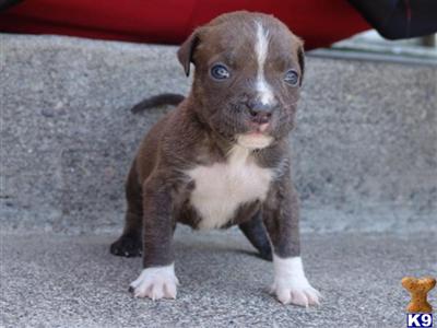 Puppies in OR